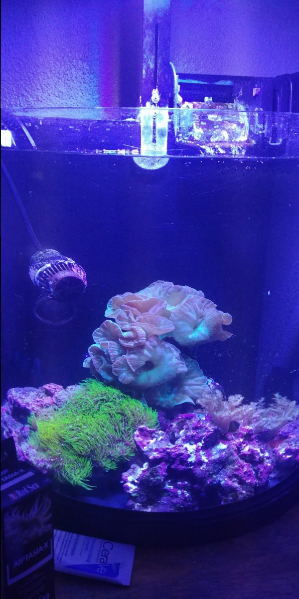 10 gal Reef.jpg