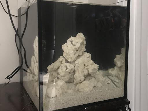 10 gallon reef.jpeg