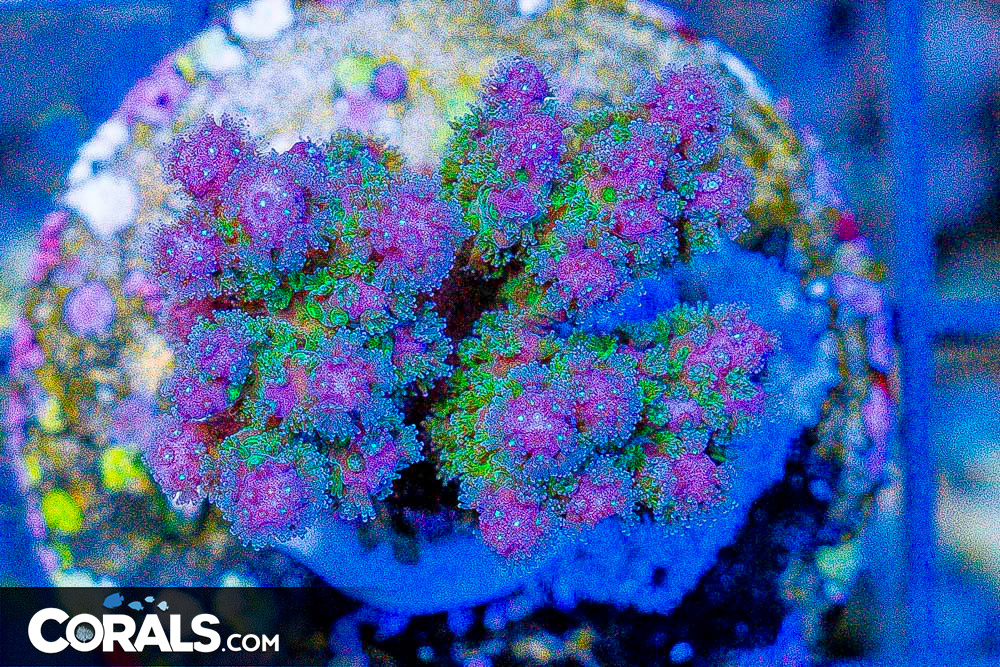 **CRAZY Rainbow Lord Frags! All New Frags & Frag Packs Update!** New ...