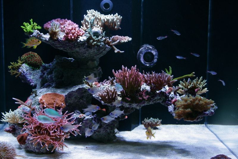 Ep.5  Real Reef Rock & Aquascaping Tips 