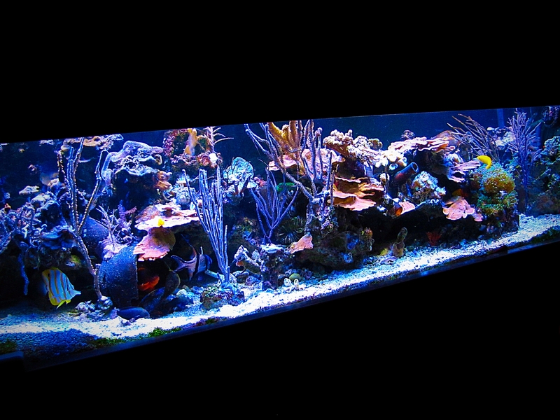 Advertiser Arne holy Build your own rock for practically free | REEF2REEF Saltwater and Reef  Aquarium Forum