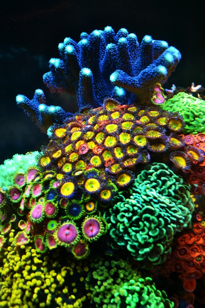 Build Thread - Blind Swordsman's 90 Gallon K.I.S.S. Mixed Reef (Tank ...