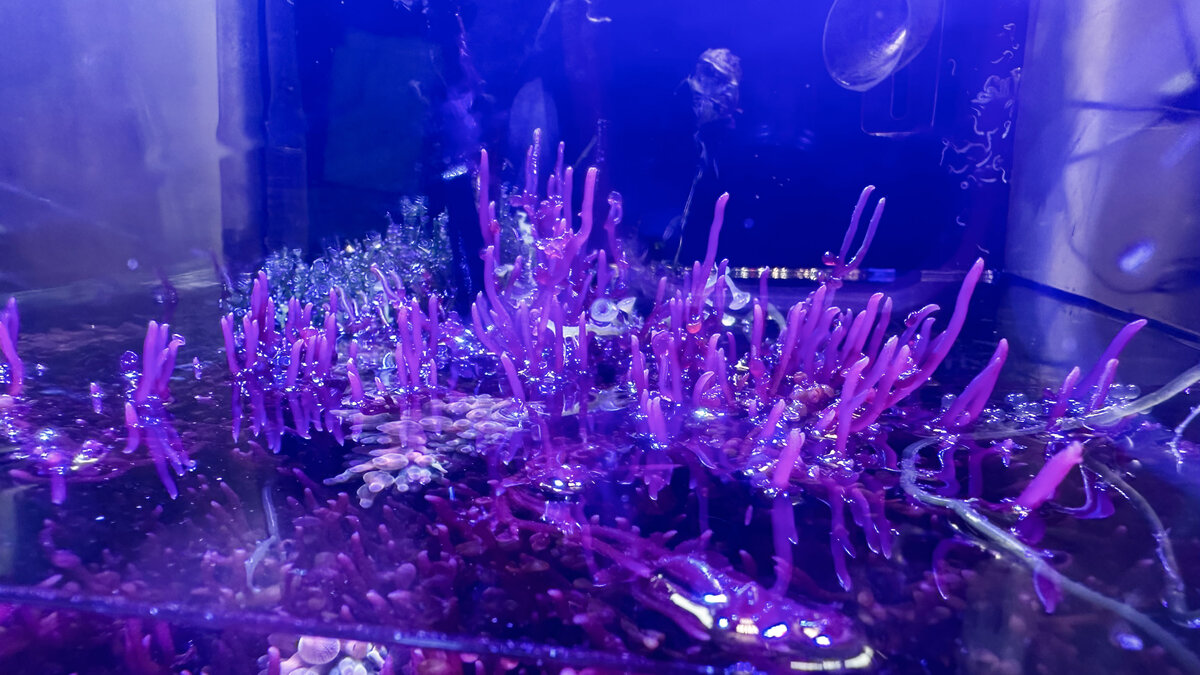Build Thread - My Small Reef Story – 15″ to 18″ Cube Build from ...