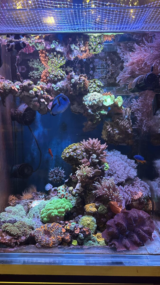 Build Thread - My Small Reef Story – 15″ to 18″ Cube Build from ...