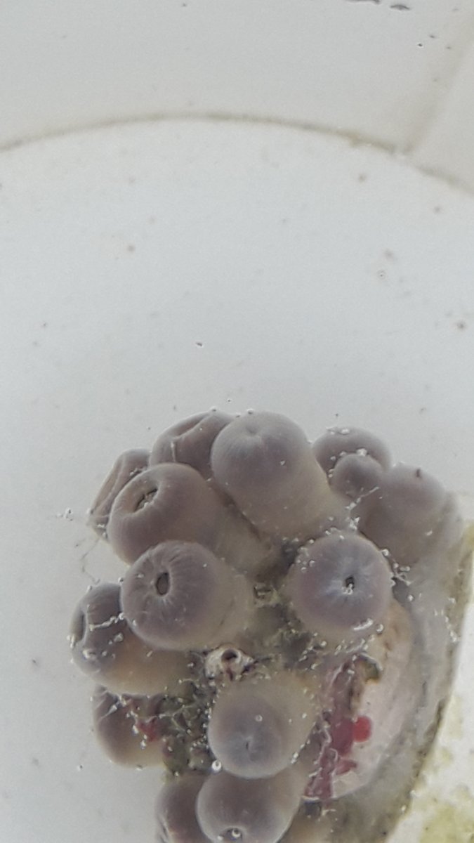 Hydroids on Zoas - Identification and Potential Treatments | Reef2Reef