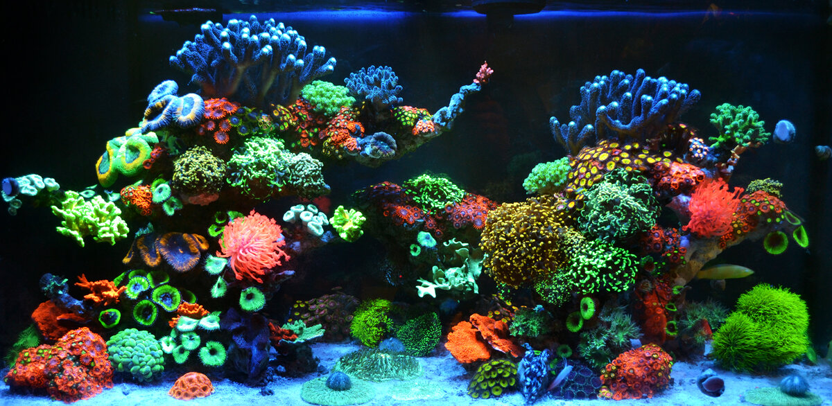 Hello - Blind Swordsman's K.I.S.S. 90 Gallon Mixed Reef | Reef2Reef