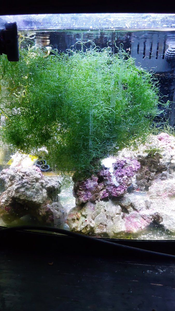 Cheato sign, no3... bacto balance...no2. All in my head ? | Reef2Reef