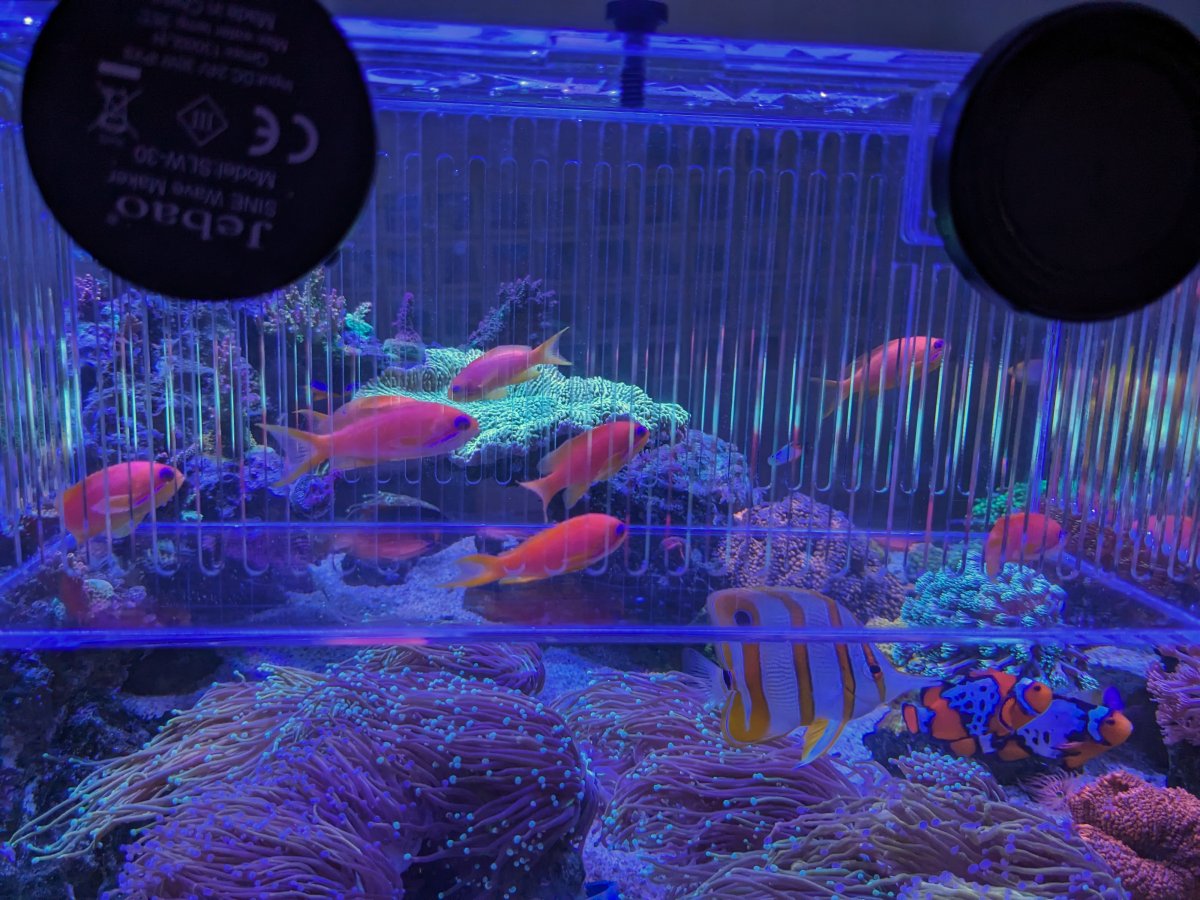 Petco 5 for 5 fish top
