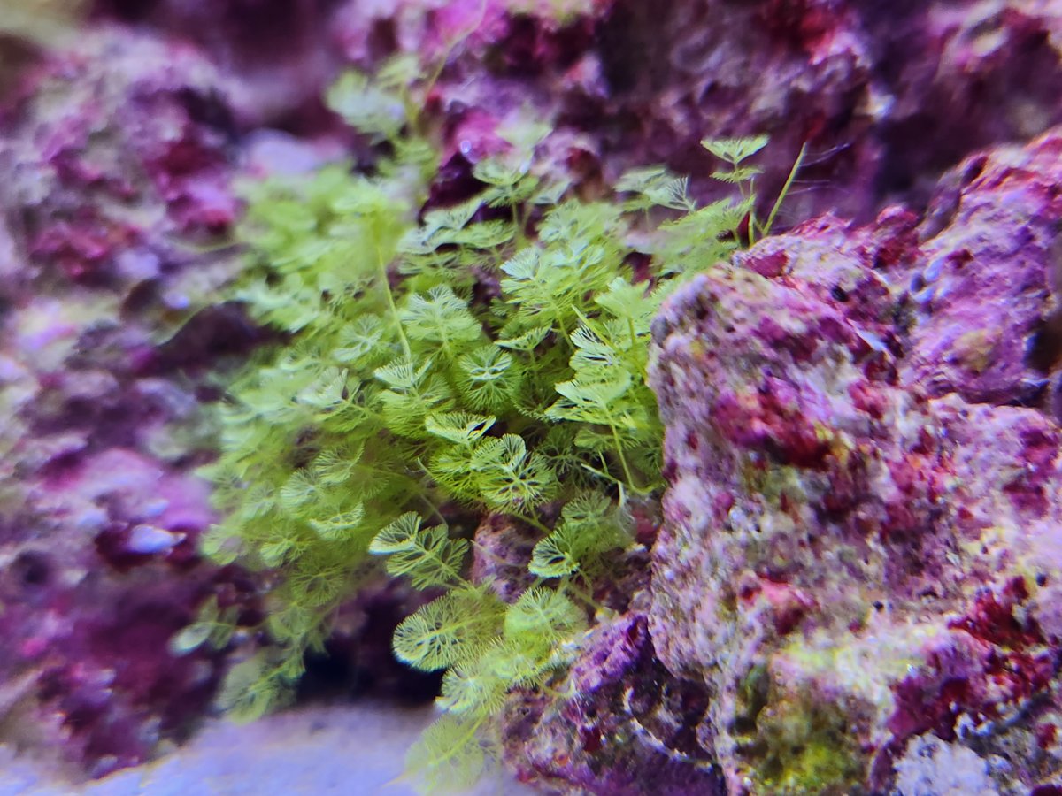 Help ID this algae on KP live rock | Reef2Reef