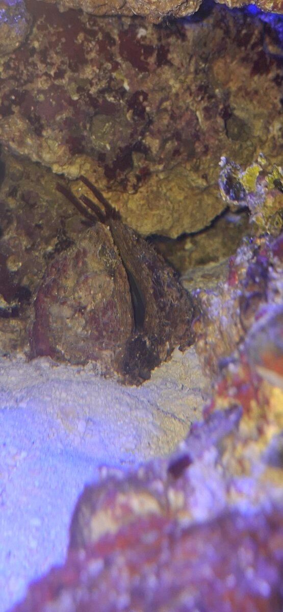 Huge clam came in with live rock | Reef2Reef