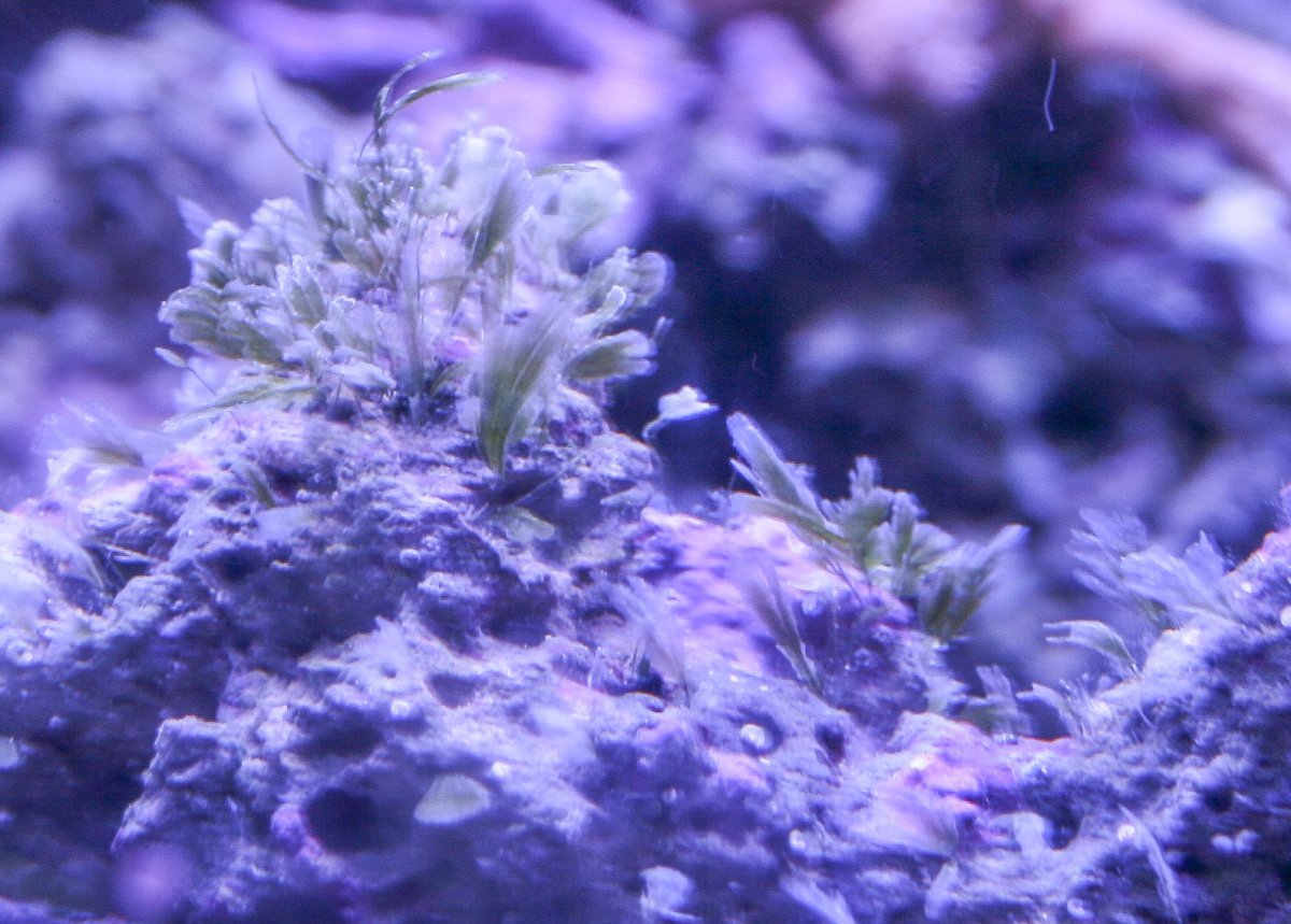Macroalgae identification. | Reef2Reef