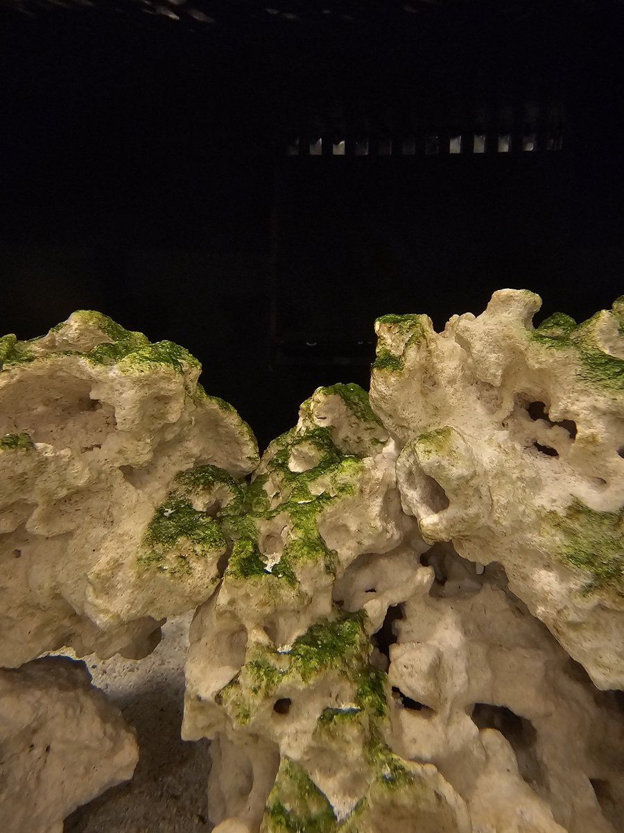 What type of algea is this? REEF2REEF Saltwater and Reef Aquarium Forum