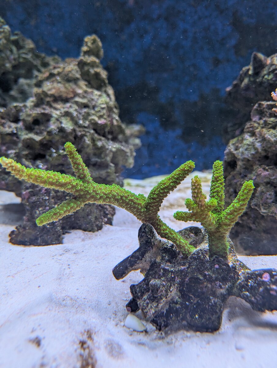 Monster Build - Reef Rhythms: 750 Gallons of Biological Fun! | Page 4 ...