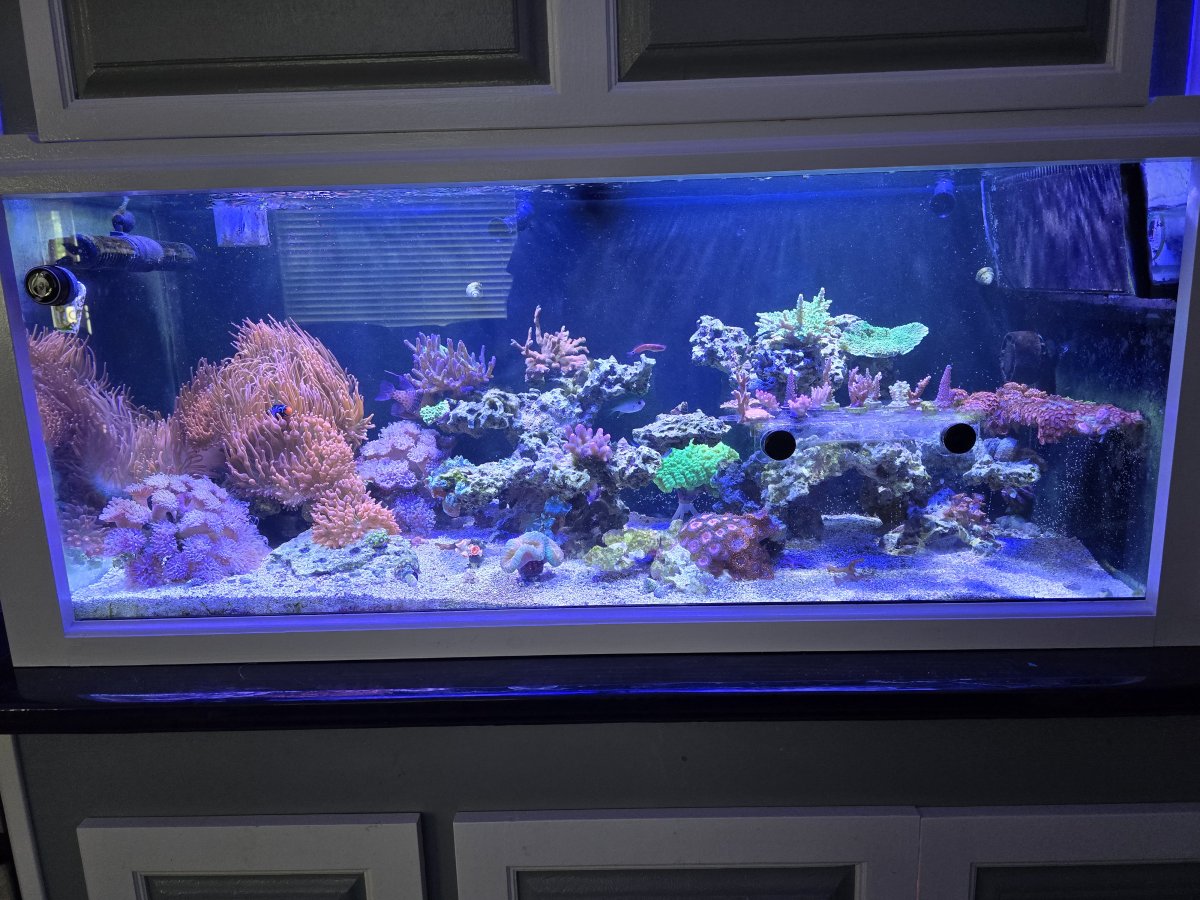 Does anyone understock or keep their fish stock relatively low? Any ...