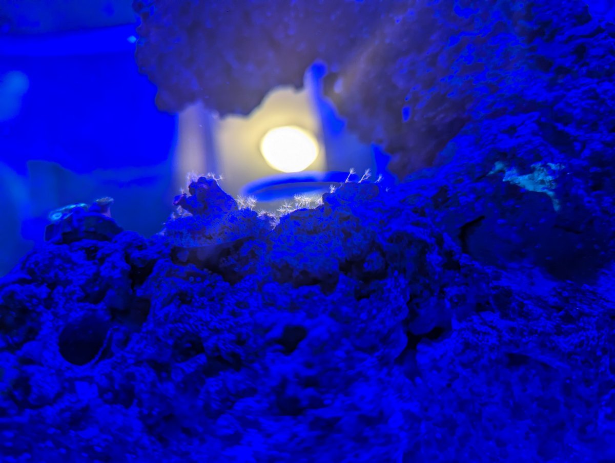 Little white fuzz thannnggs! | Reef2Reef