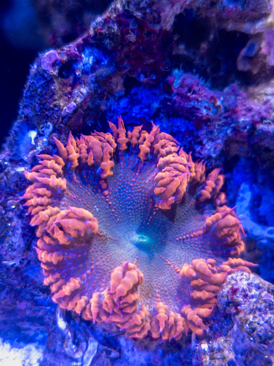 TSA Coral Bowl Live Sale **Over 4,000 Corals** HUGE DISCOUNTS!! | Page ...