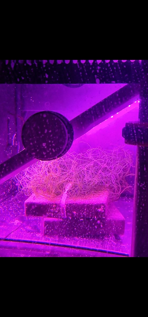 Help with cheato | Reef2Reef