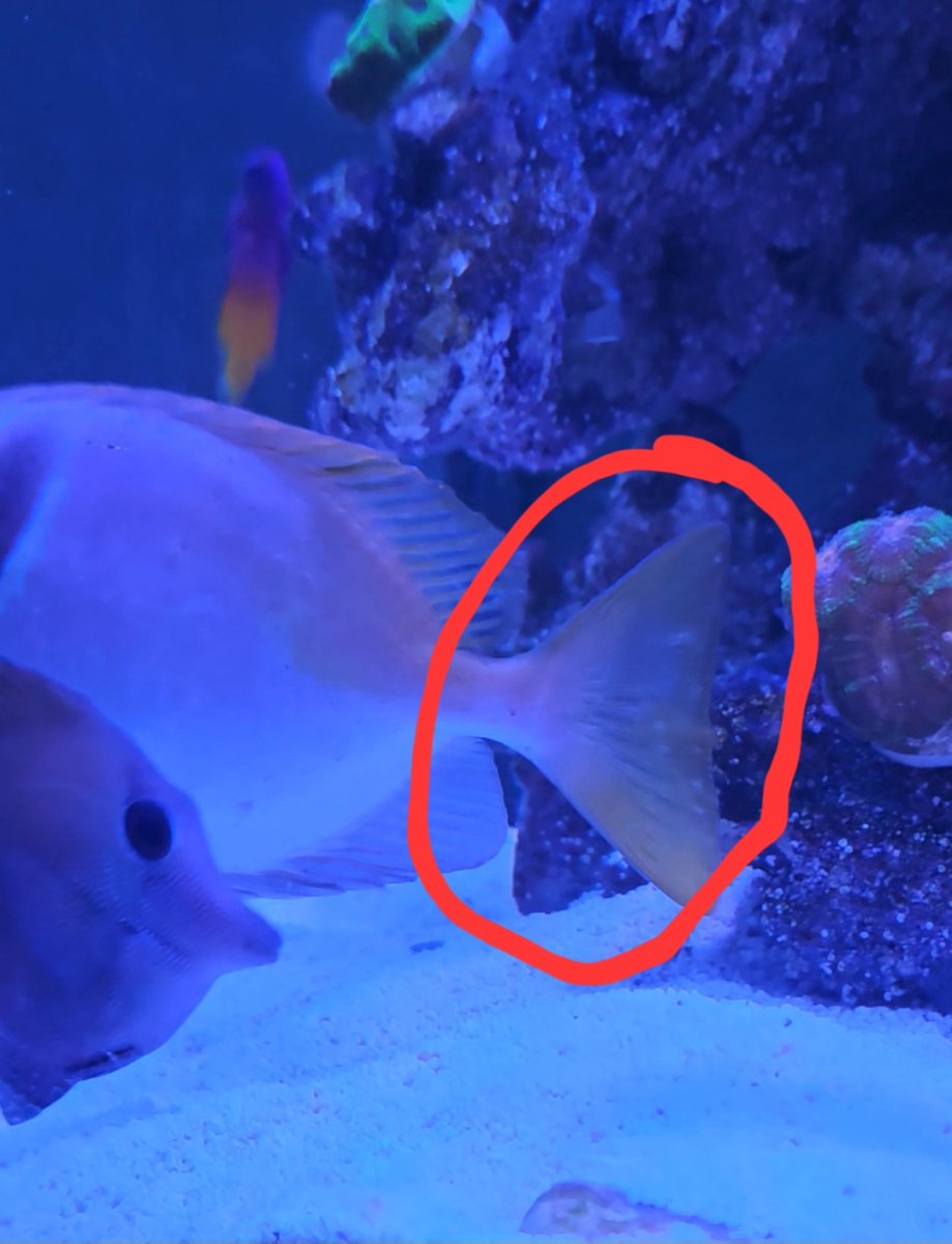 Identification and medication | Reef2Reef