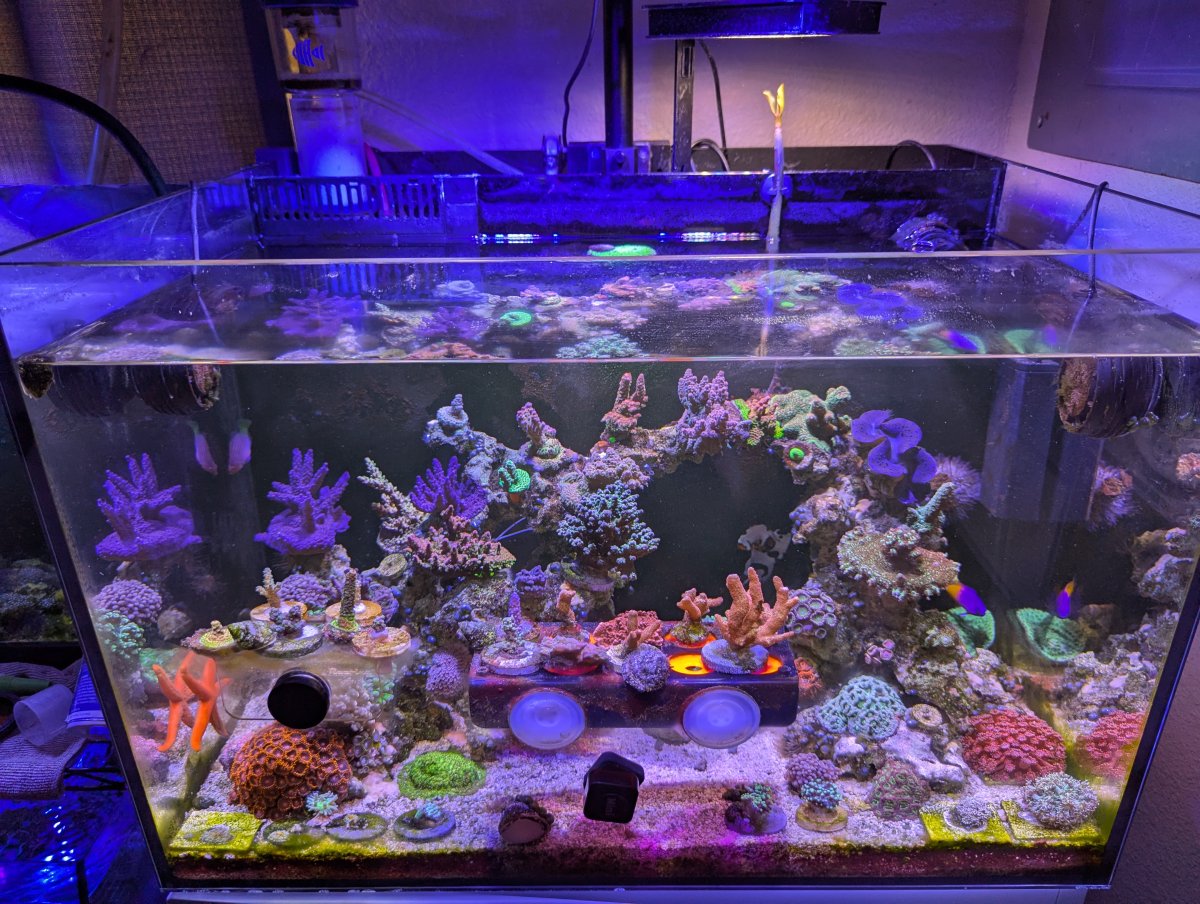 Build Thread - Landen 60P AIO (26g) Mixed SPS Reef | Reef2Reef