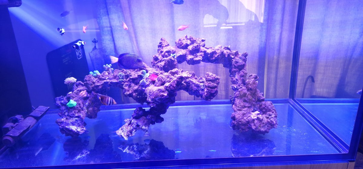 Too much area for beneficial bacteria | Reef2Reef