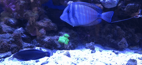 1000013679.gif