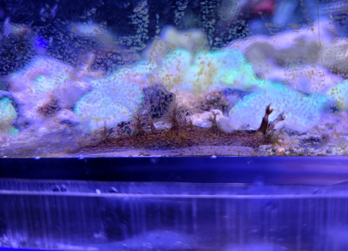Large brown frilly slug thing? | Reef2Reef