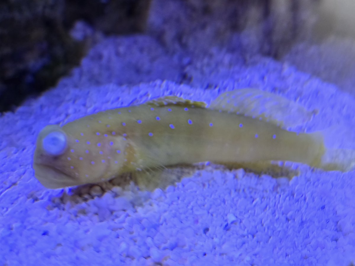 YWG and pistol shrimp, fish died...replacement? | Reef2Reef