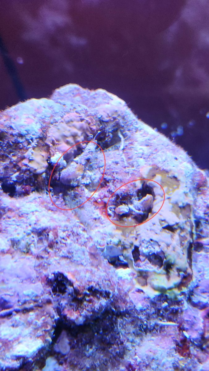 Just got 10 lb of MarcoRocks live rock and was wondering if anyone can ...