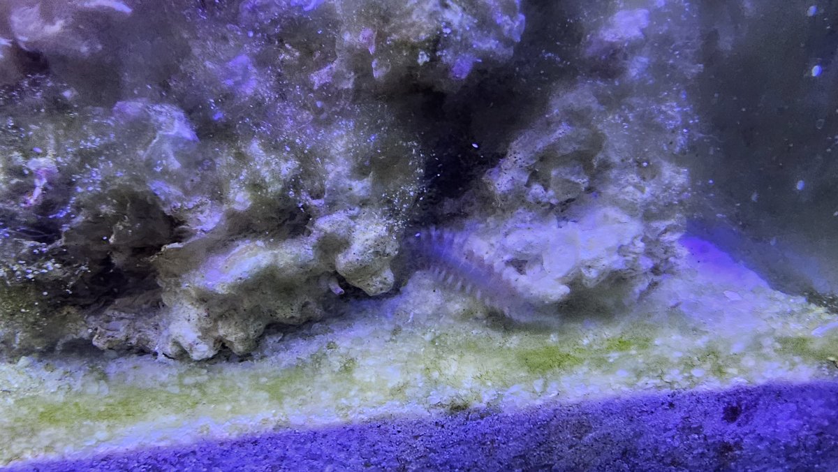 Worm ID | Reef2Reef