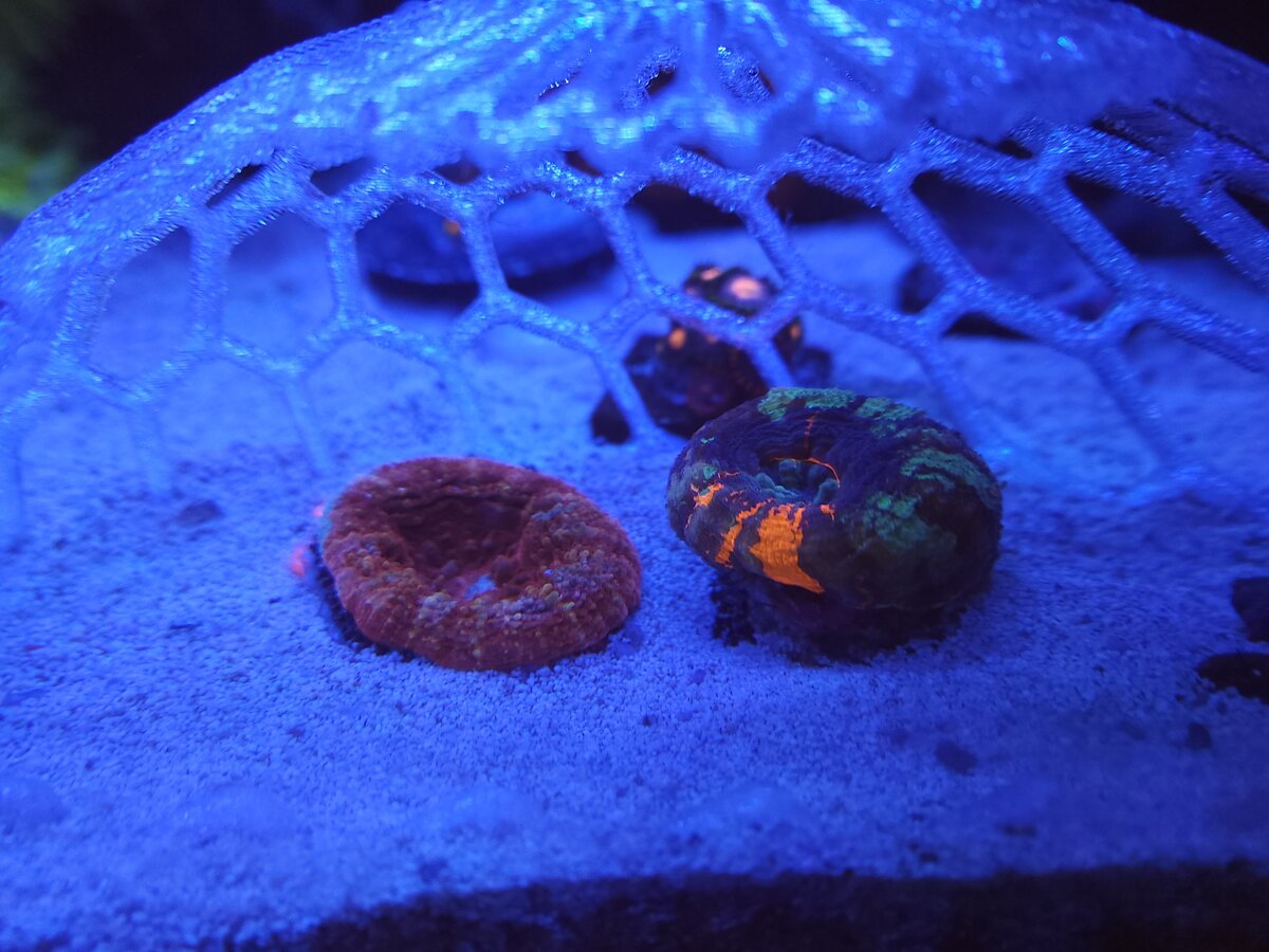 Could anyone possibly shed some light on what type of scolys these are ...