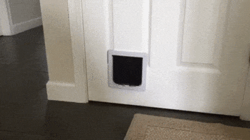 1000064251.gif