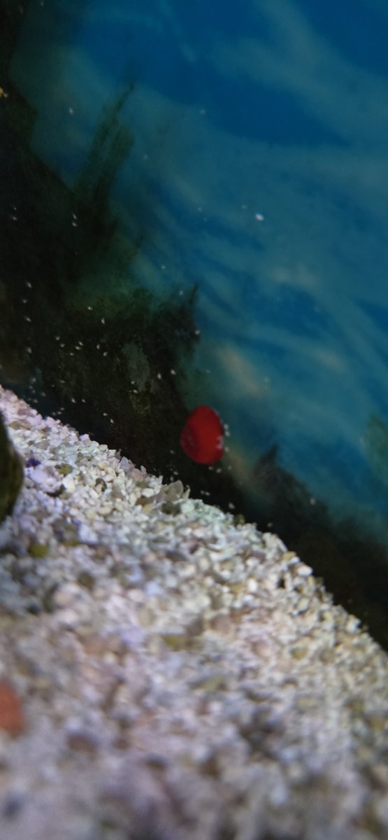 Little red critter | Reef2Reef