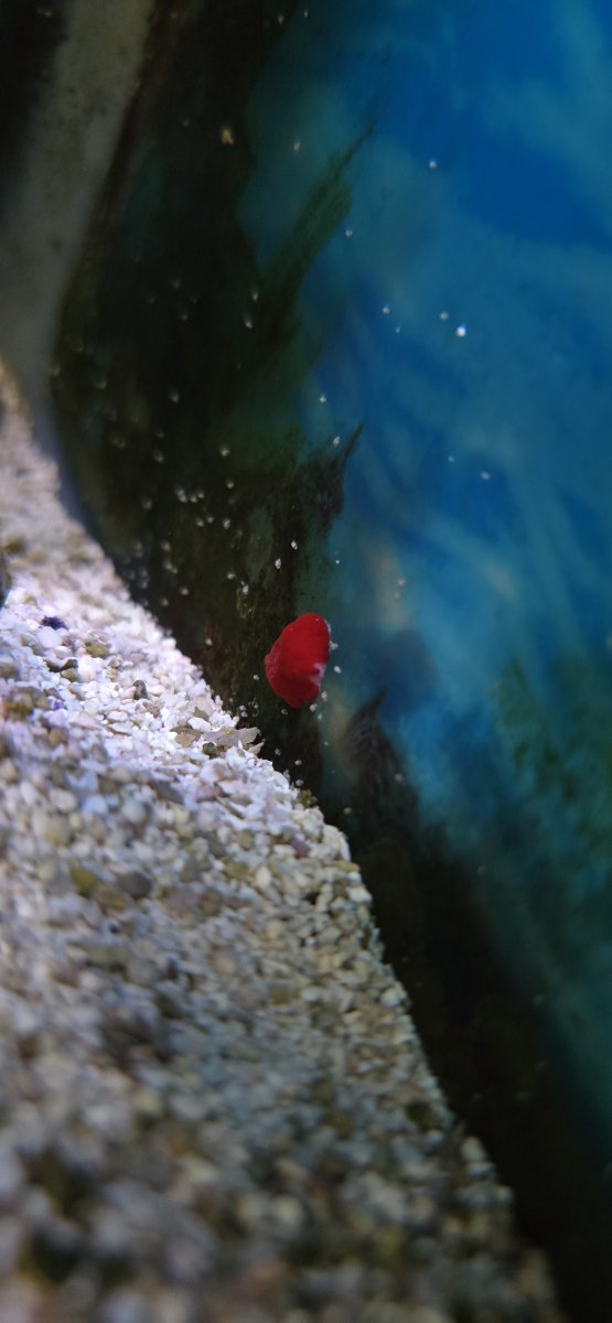 Little red critter | Reef2Reef