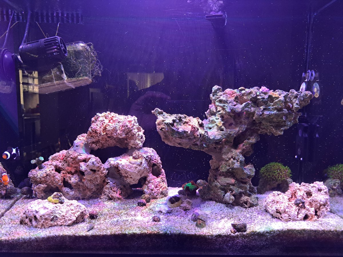 Help with aquascape and hiding spots for fish | Reef2Reef