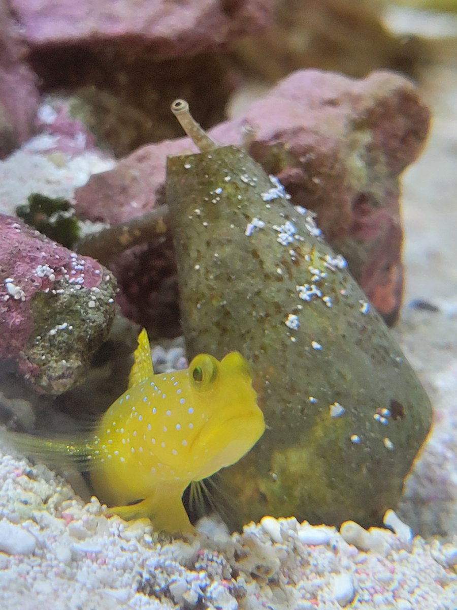 What is Your Funniest Picture You Have of Your Tank/Inhabitants | Reef2Reef