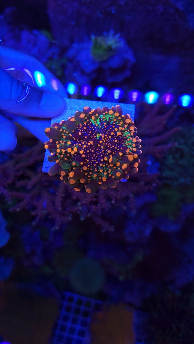 1000111706.jpg