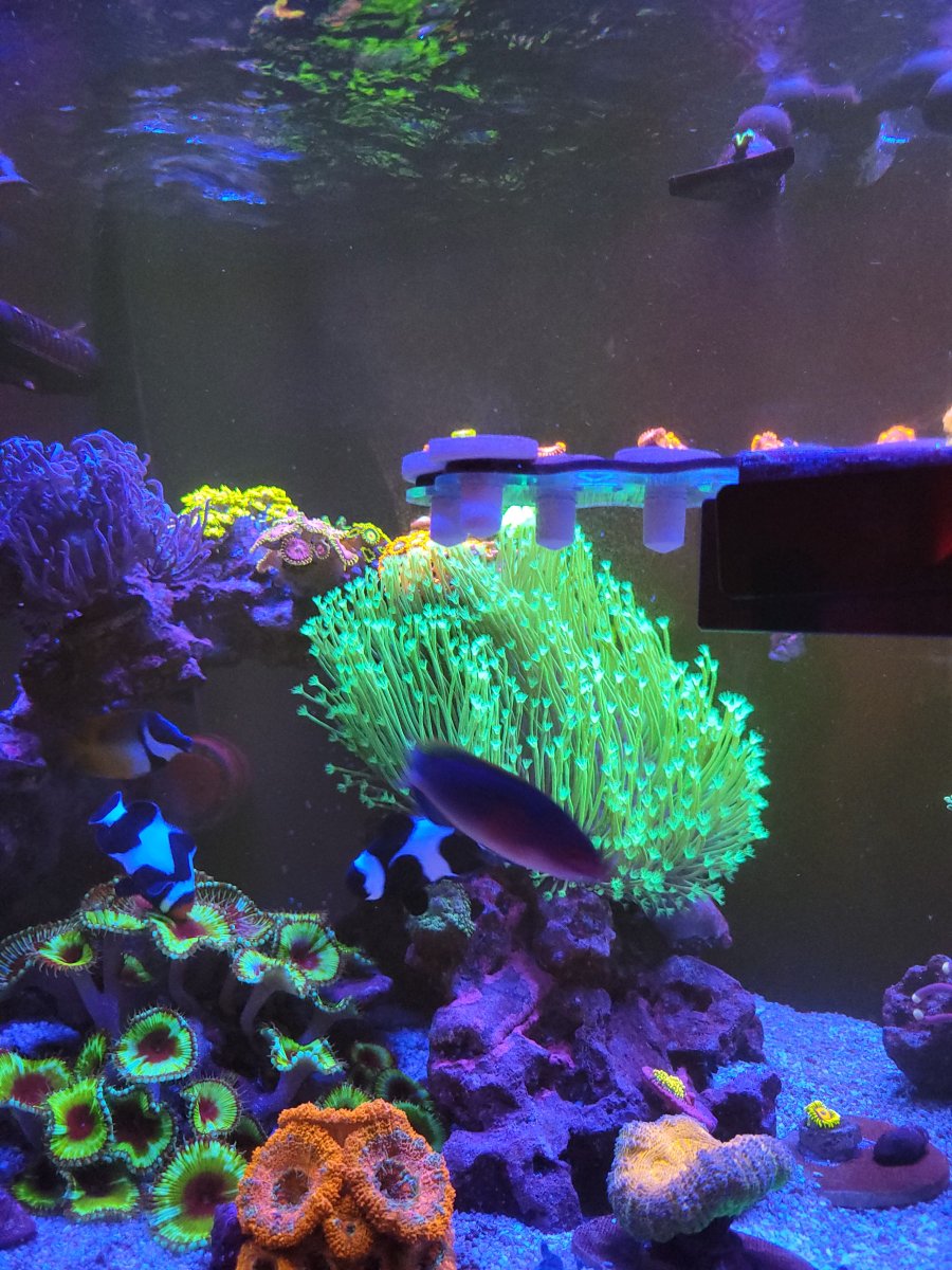 Reef Showcase - 00W's AIO Smorgasbord | Page 2231 | Reef2Reef