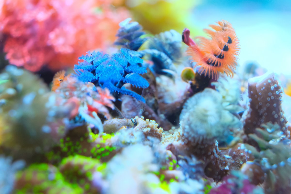 REEF OF THE MONTH - September 2023: Oly's Incredible Acro Reef! | Page ...