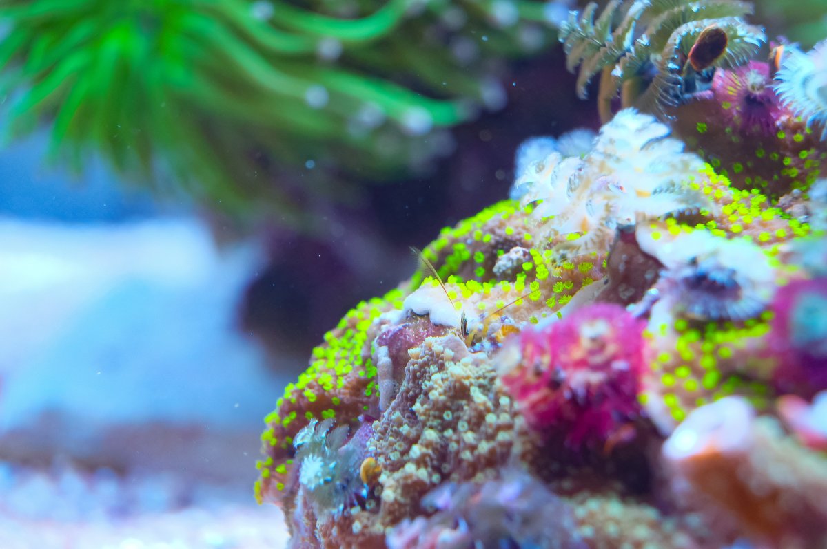 REEF OF THE MONTH - September 2023: Oly's Incredible Acro Reef! | Page ...