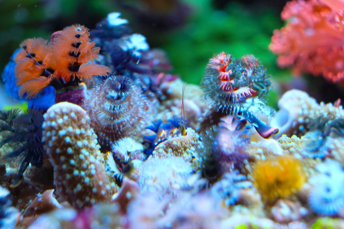 REEF OF THE MONTH - September 2023: Oly's Incredible Acro Reef! | Page ...