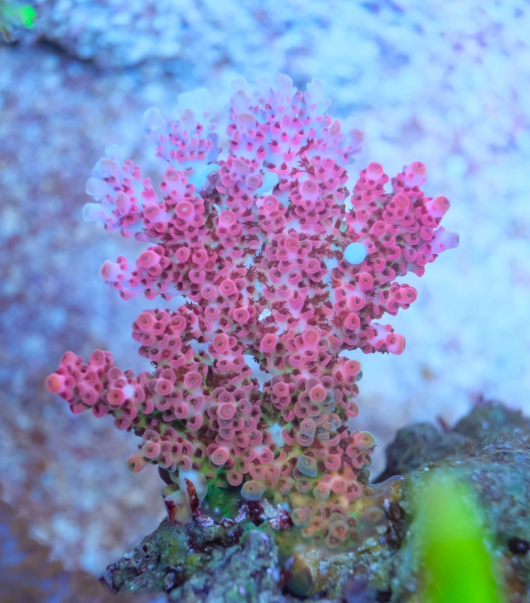 REEF OF THE MONTH - September 2023: Oly's Incredible Acro Reef! | Page ...