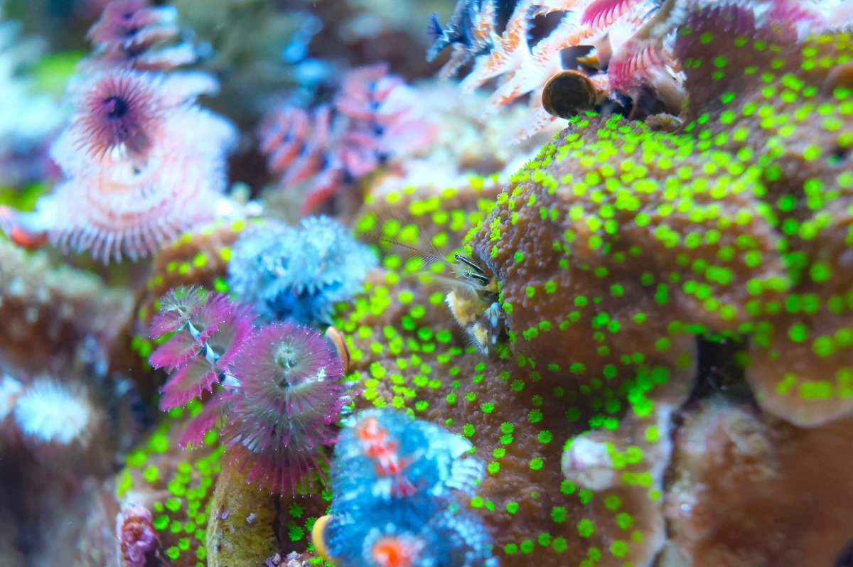 REEF OF THE MONTH - September 2023: Oly's Incredible Acro Reef! | Page ...