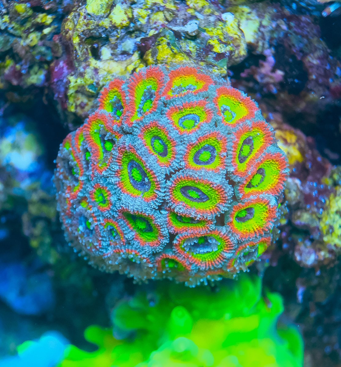 REEF OF THE MONTH - September 2023: Oly's Incredible Acro Reef! | Page ...