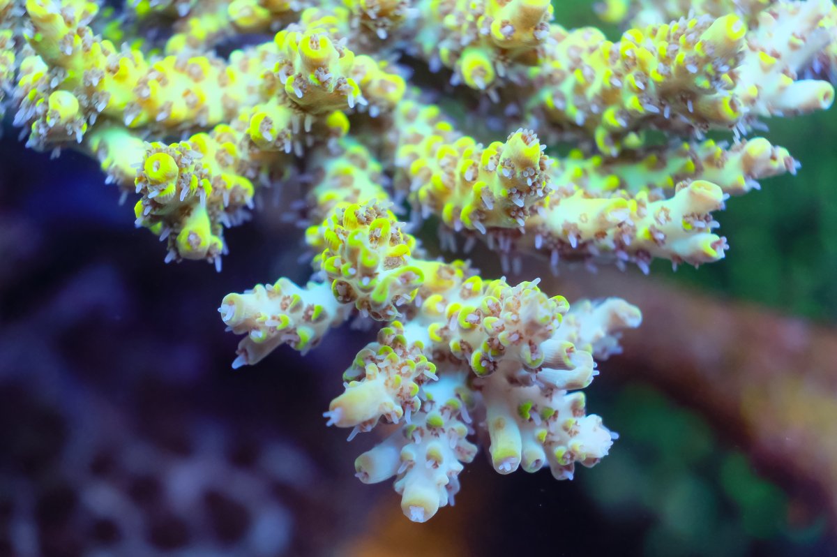 REEF OF THE MONTH - September 2023: Oly's Incredible Acro Reef! | Page ...