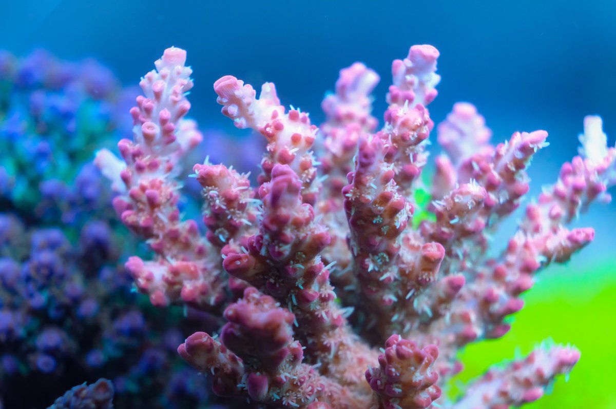 REEF OF THE MONTH - September 2023: Oly's Incredible Acro Reef! | Page ...