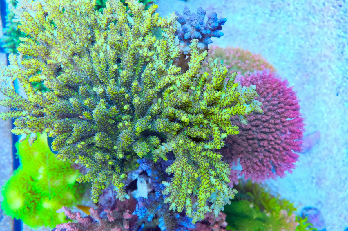 REEF OF THE MONTH - September 2023: Oly's Incredible Acro Reef! | Page ...