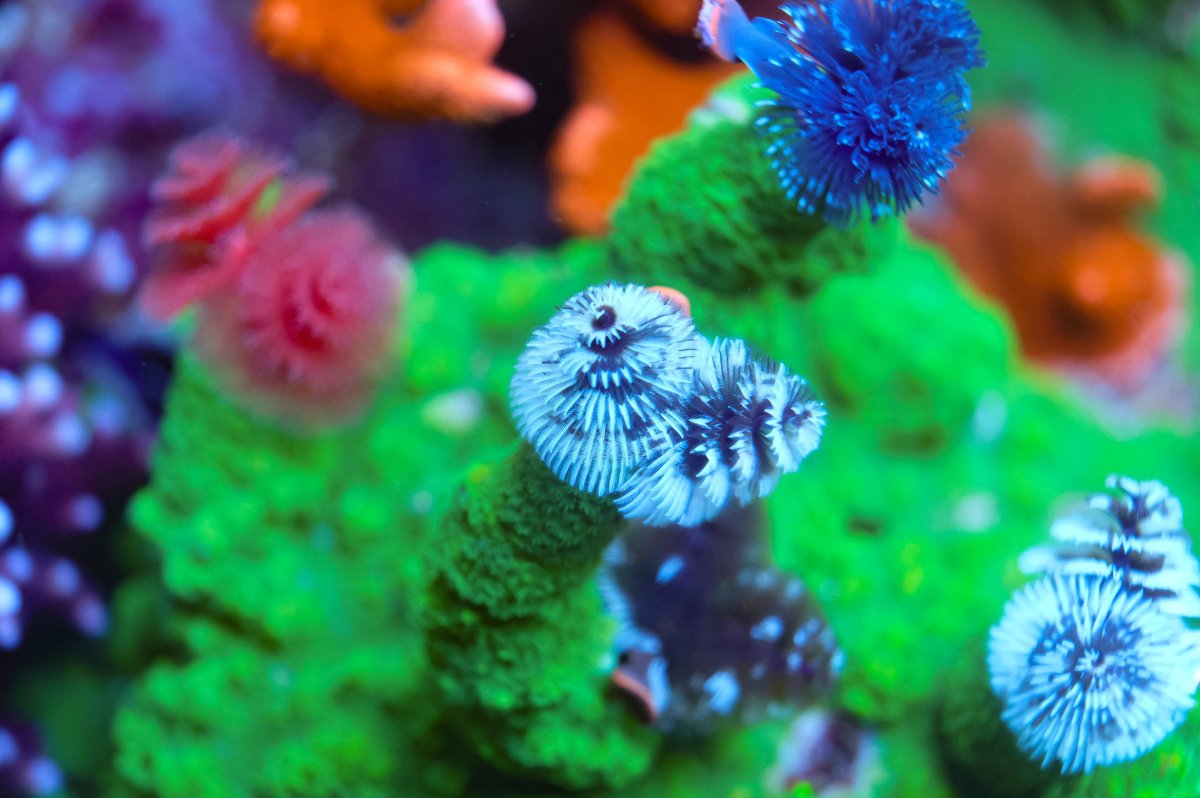 REEF OF THE MONTH - September 2023: Oly's Incredible Acro Reef! | Page ...