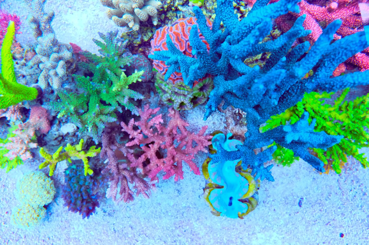 REEF OF THE MONTH - September 2023: Oly's Incredible Acro Reef! | Page ...