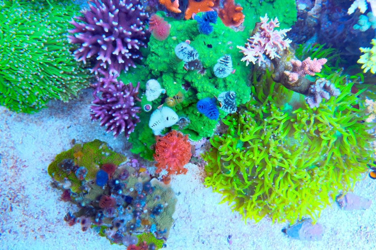 REEF OF THE MONTH - September 2023: Oly's Incredible Acro Reef! | Page ...
