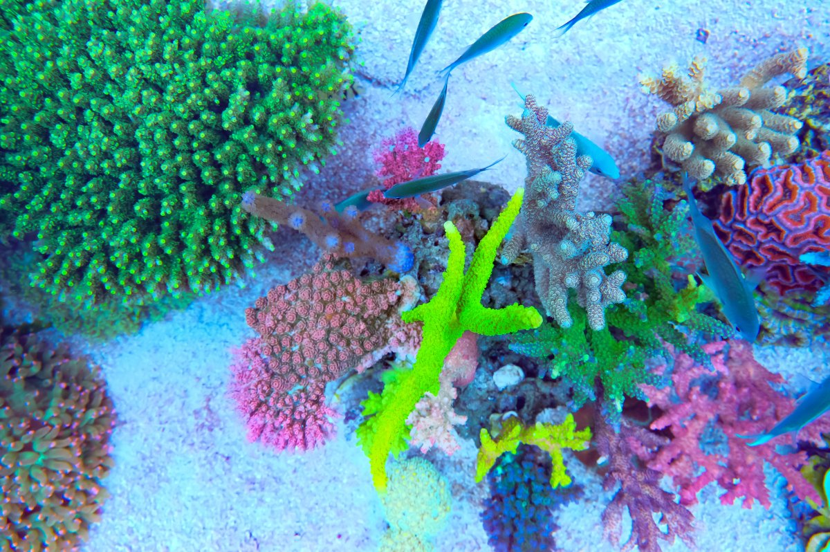 REEF OF THE MONTH - September 2023: Oly's Incredible Acro Reef! | Page ...